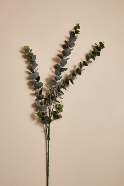 BRANCHE-EUCALYPTUS-WOMANCE